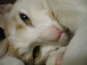 338