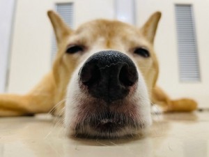 511