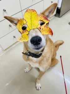 530